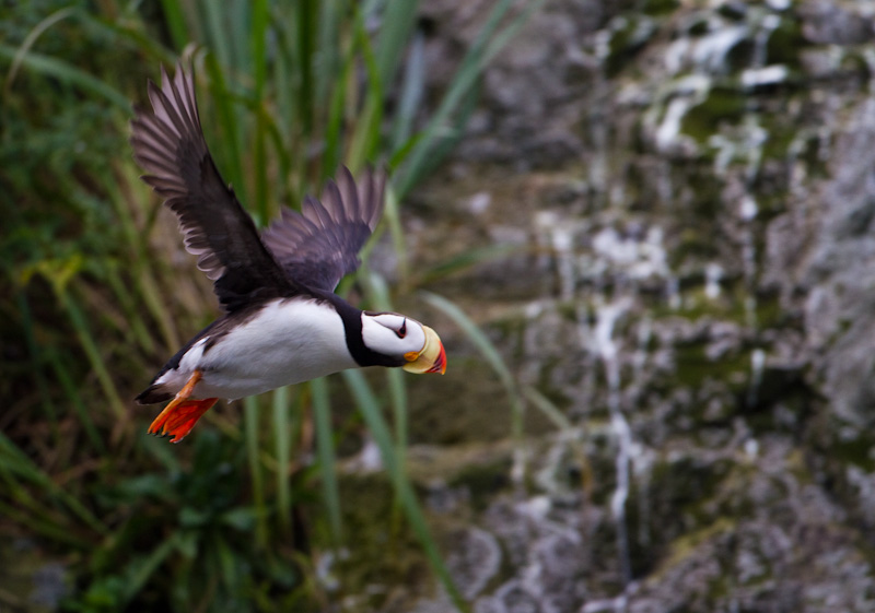 Horned Puffin In Flight